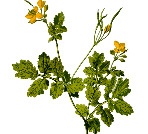 zioło łagodzące ból jąder u mężczyzn